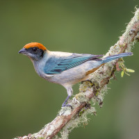 Scrub Tanager